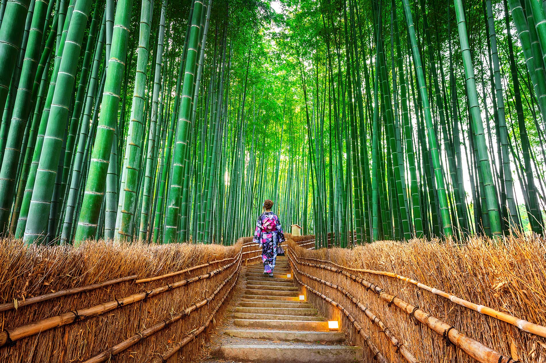 The Arashiyama bamboo forest in Kyoto, Japan