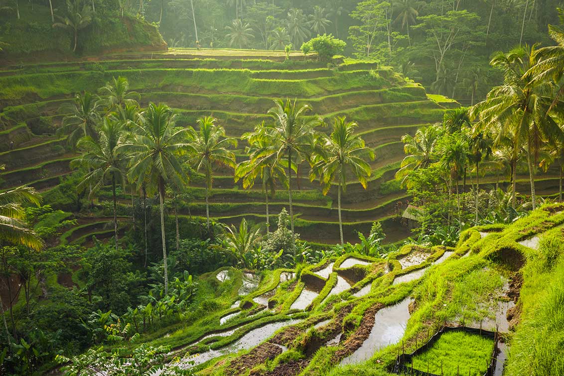 Cheap flights to Bali from Australia